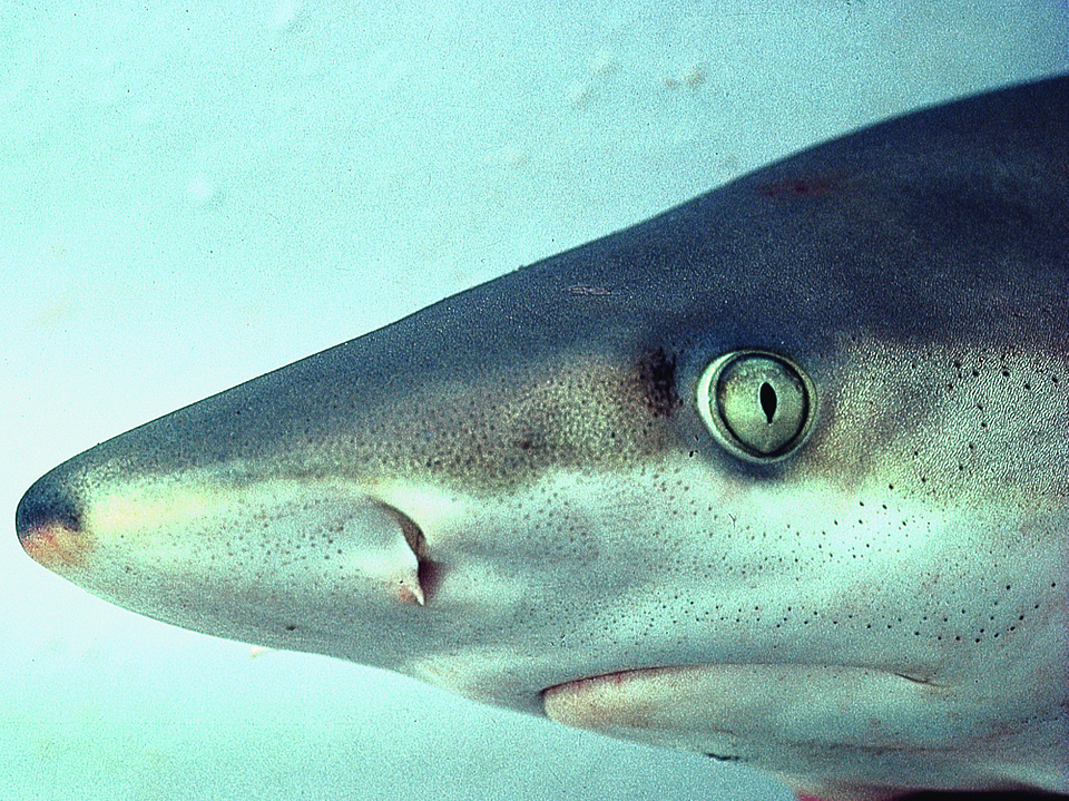 Black Nose Shark - Carcharhinus acronotus