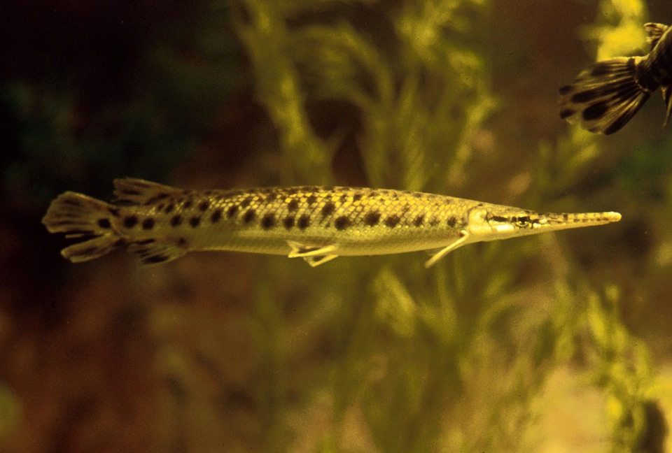 Spotted Gar - Lepisosteus oculatus