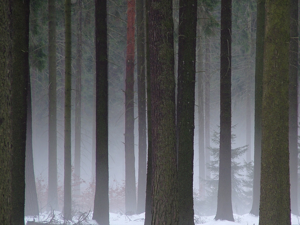 Dresden heath winter fog
