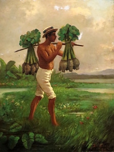 Taro Plant gathering in Hawaii