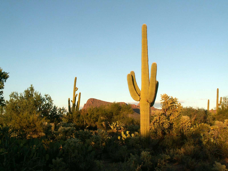 Saguaro Cactus and Landscape in Saguaro National Park, Arizona