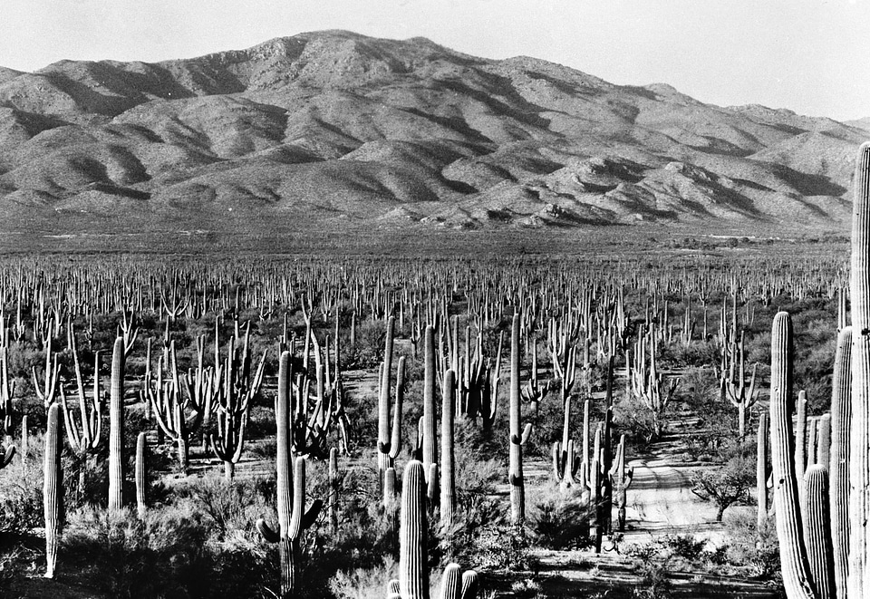 Saguaro National Park East landscape in 1935