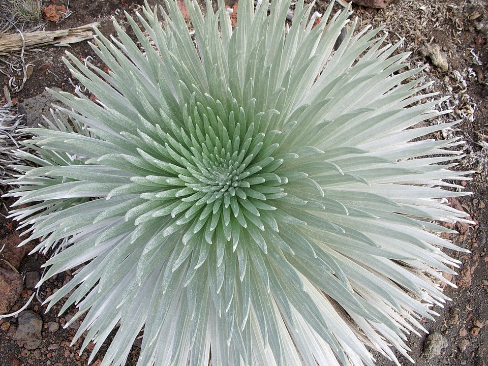Flower bloom at Haleakala National Park, Hawaii