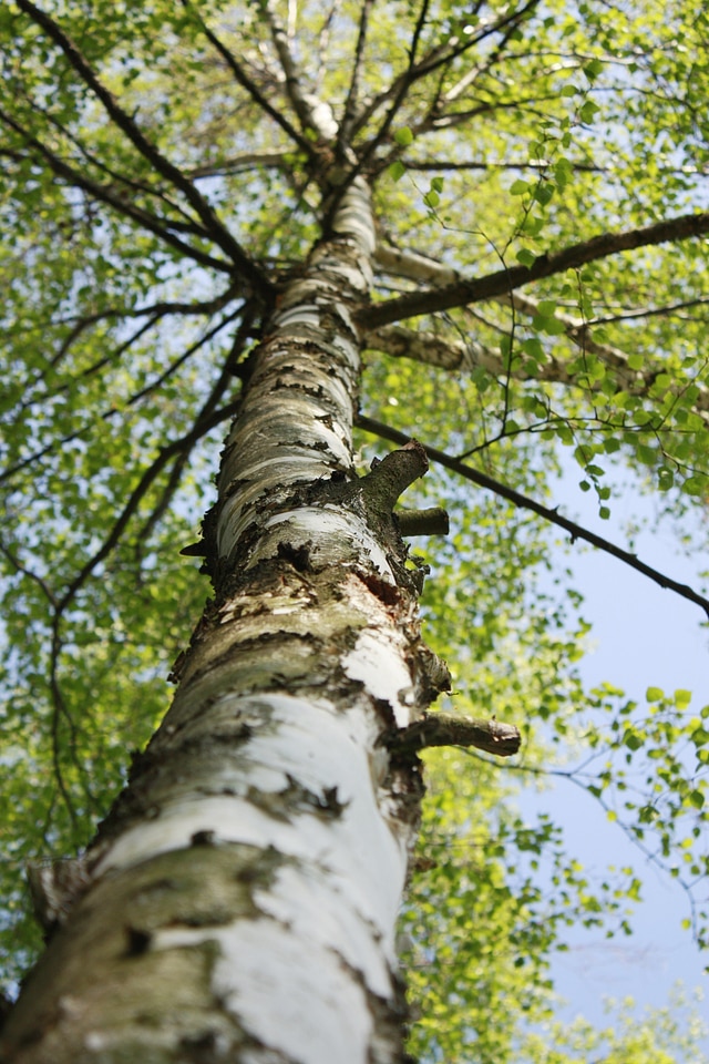Trees green plant