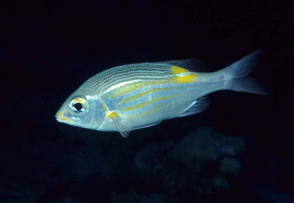 Striped large-eye bream - Gnathodentex aureolineatus