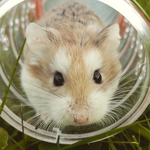 Hamster coming out of tunnel photo