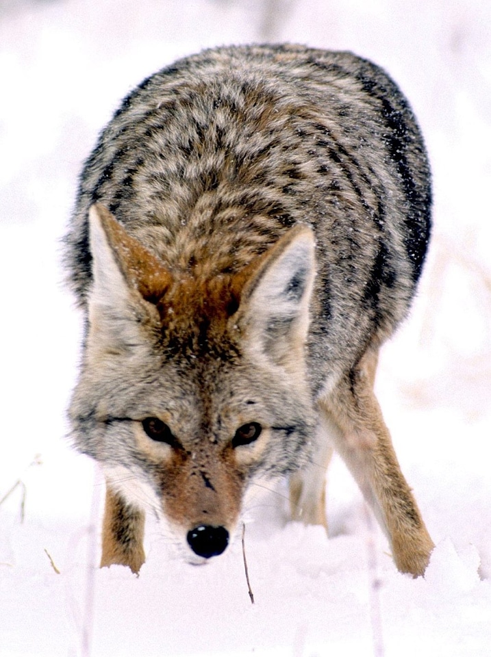 Wild Coyote in Grand Teton National Park, Wyoming