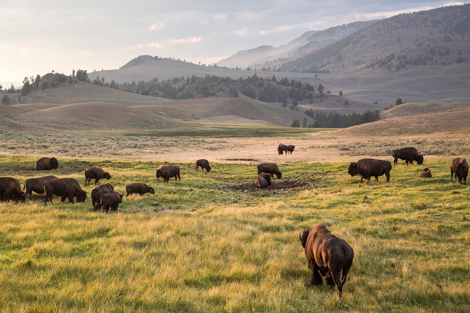 Bison in the Lamar Valley