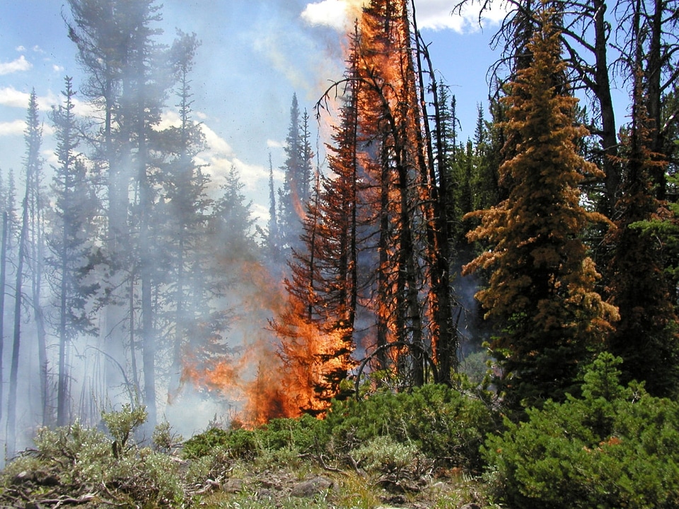 Forest Fire in Yellowstone National Park, Wyoming