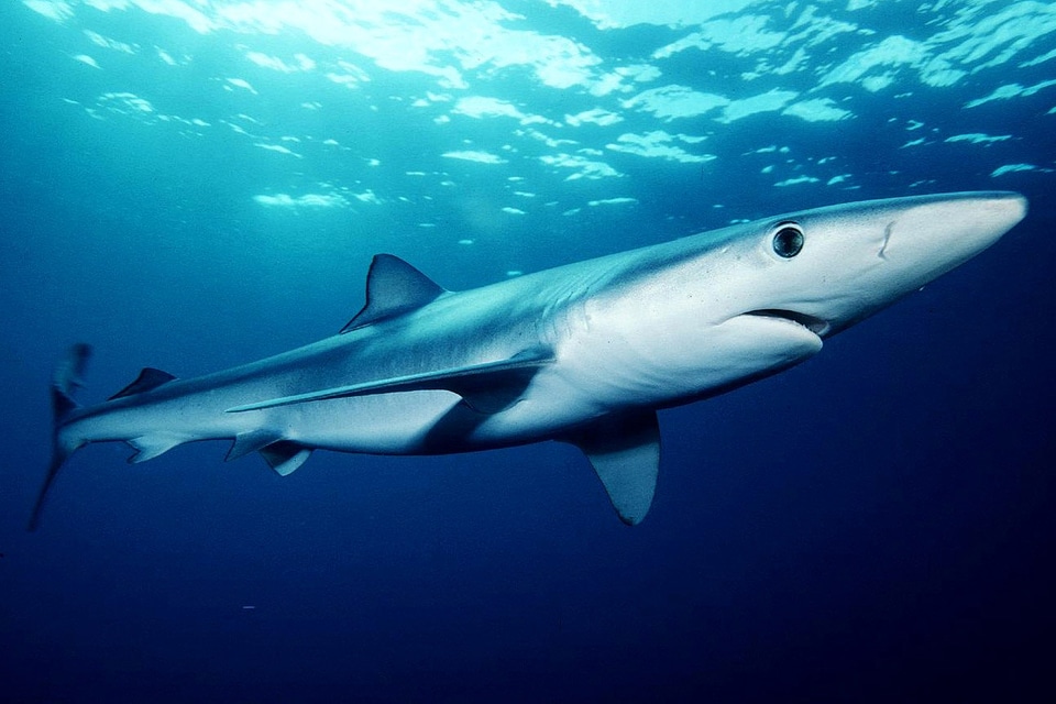 Blue Shark - Prionace glauca