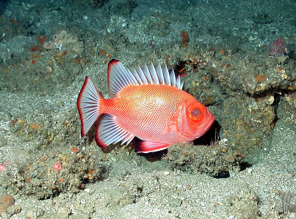 Short Bigeye Fish - Pristigenys alta