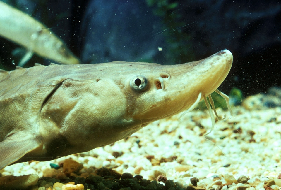Young Lake Sturgeon - Acipenser fulvescens