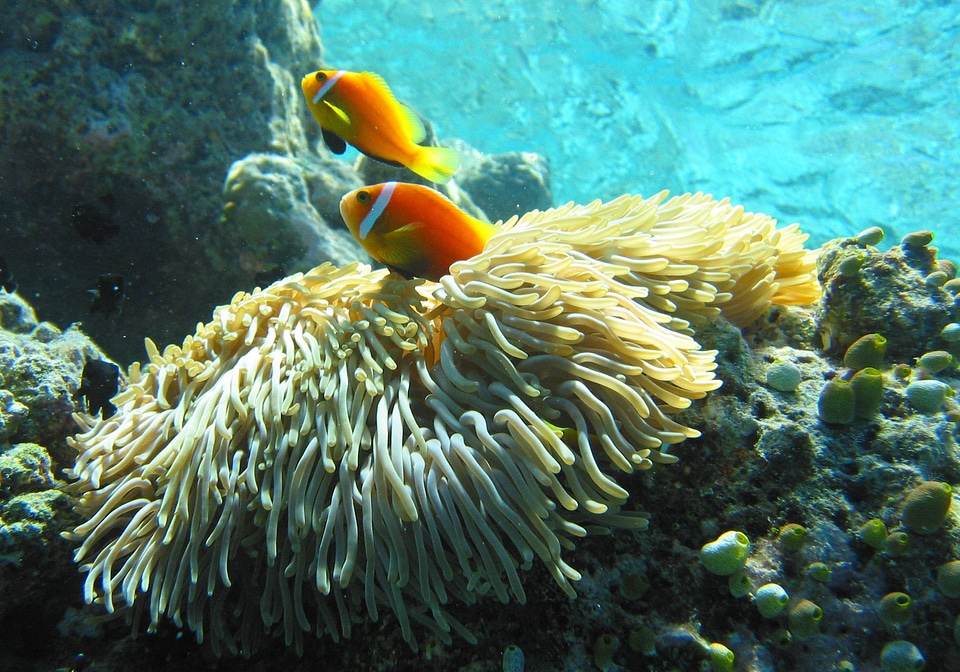 Maldive anemonefish - Amphiprion nigripes
