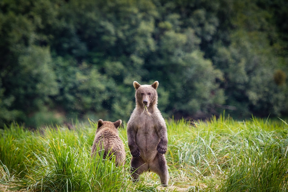 Bear Cub Standing Up