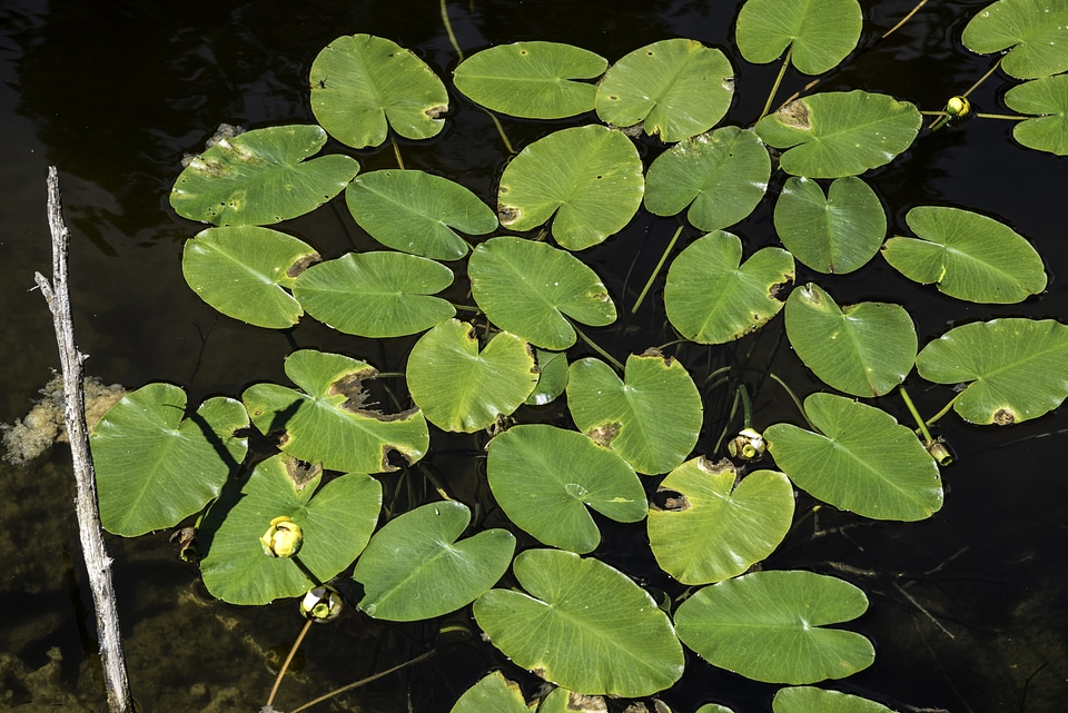 Lilypads in Pond at Eagle Canyon, Ontario