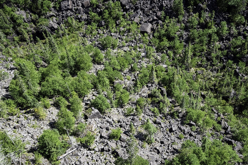 Shrubs and Small Trees on Ouimet Canyon Floor, Ontario, Canada