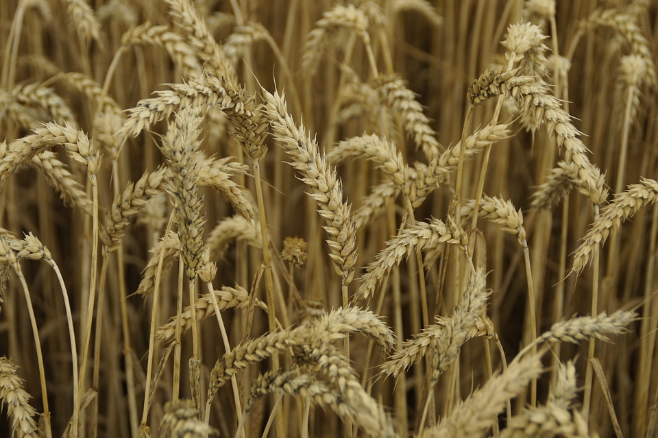 Wheat spike cornfield agriculture