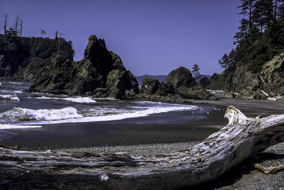 Olympic National Park Shoreline landscape in Washington