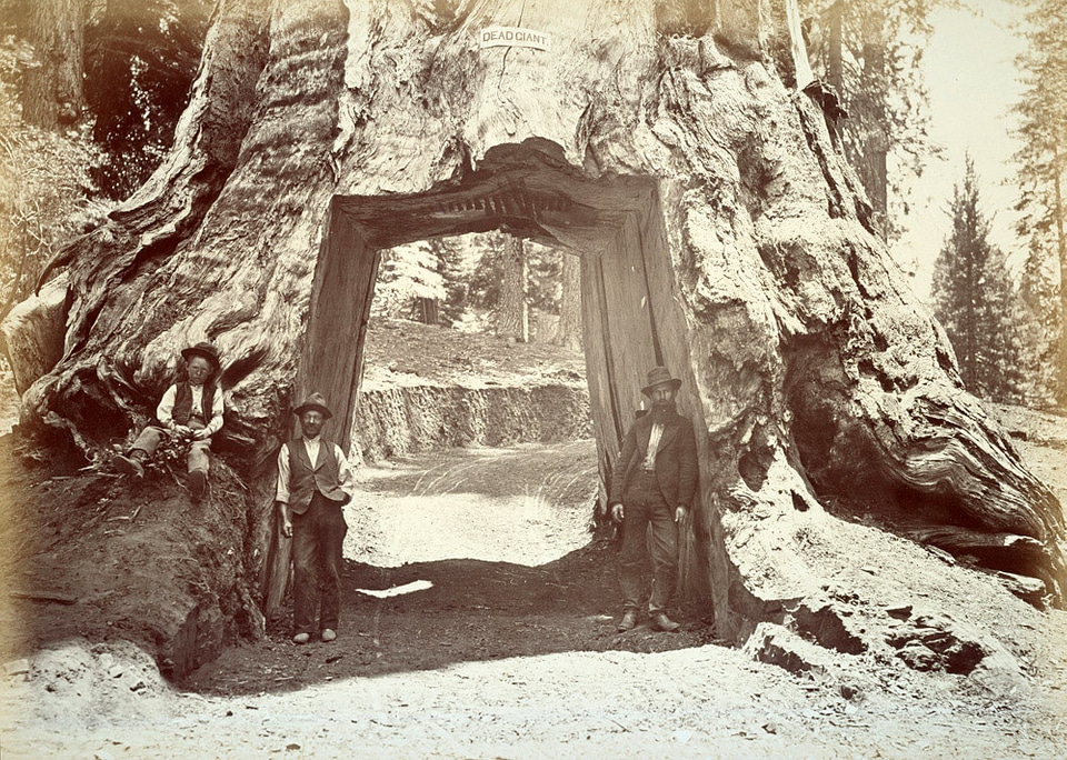 Tunnel through giant tree, Yosemite National Park 1870, California