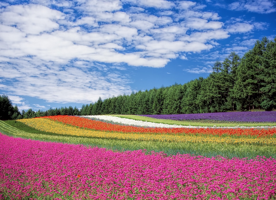 Colors many blossom
