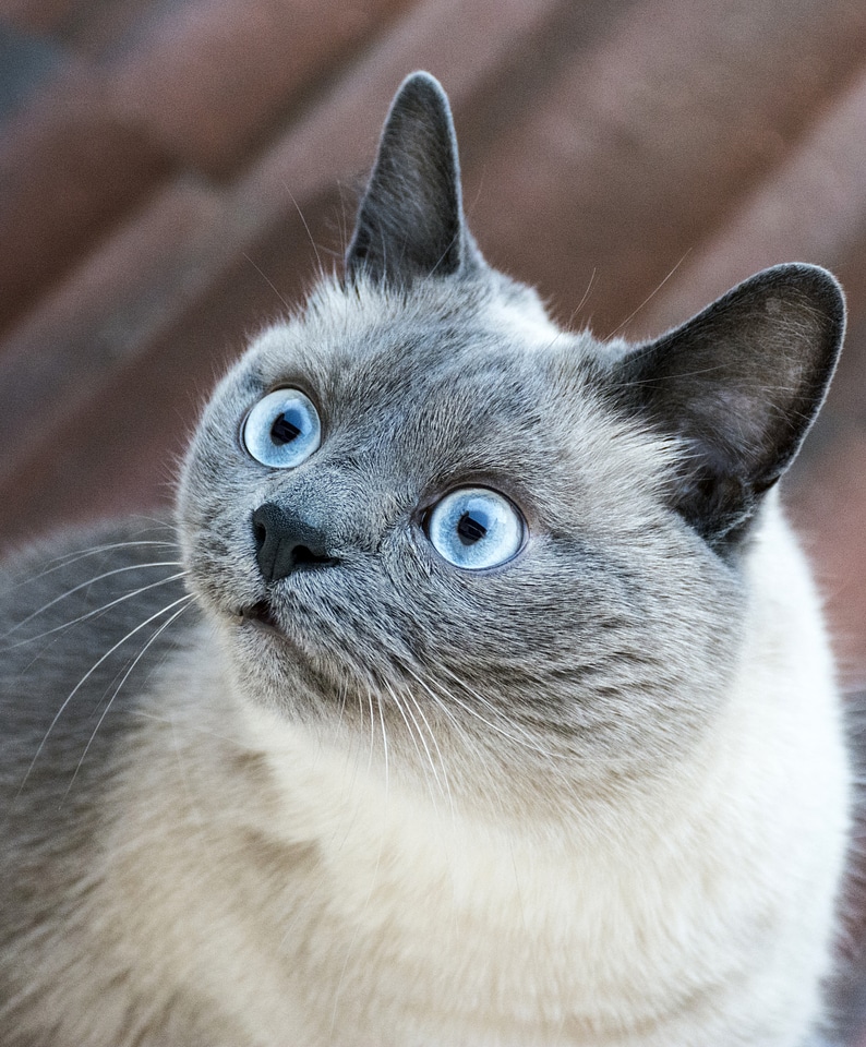 Cat with Large glossy blue eyes