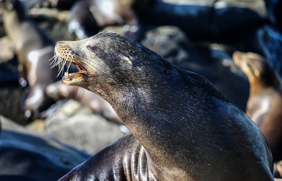 Sea Lion in a Colony