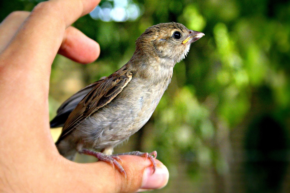 Small Bird on thumb