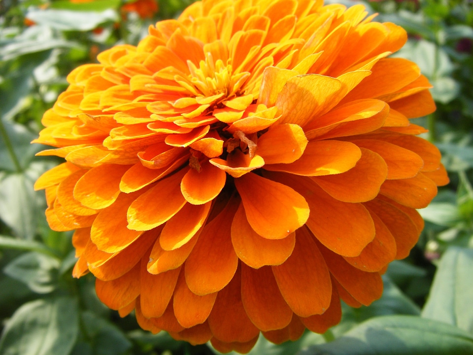 Golden yellow petals