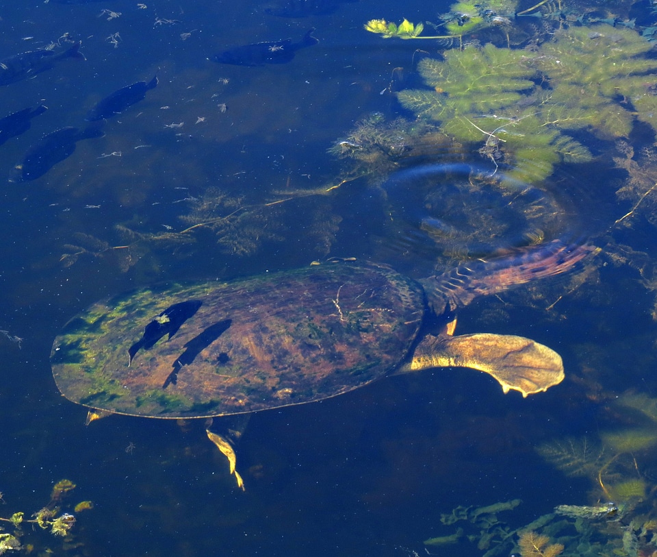 Softshell Turtle Coming out of the Water