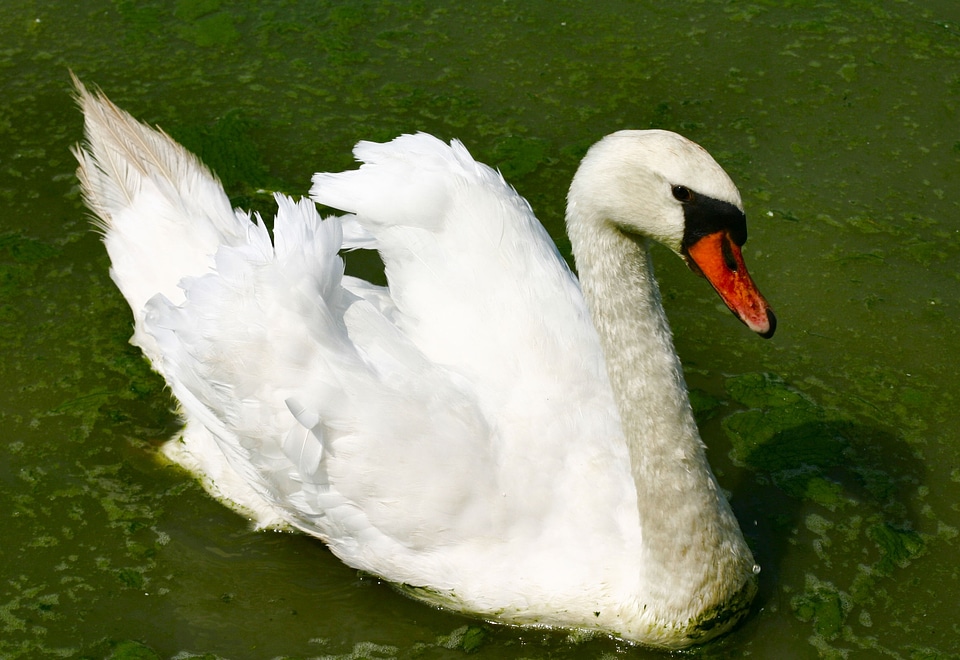 Feathered lake nature