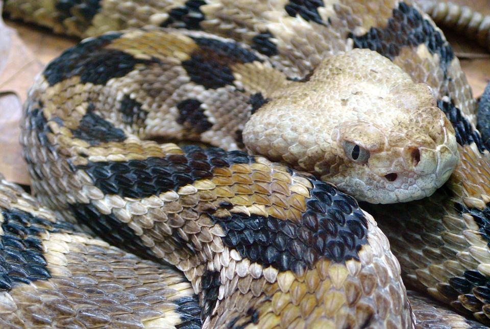 Timber Rattlesnake - Crotalus horridus