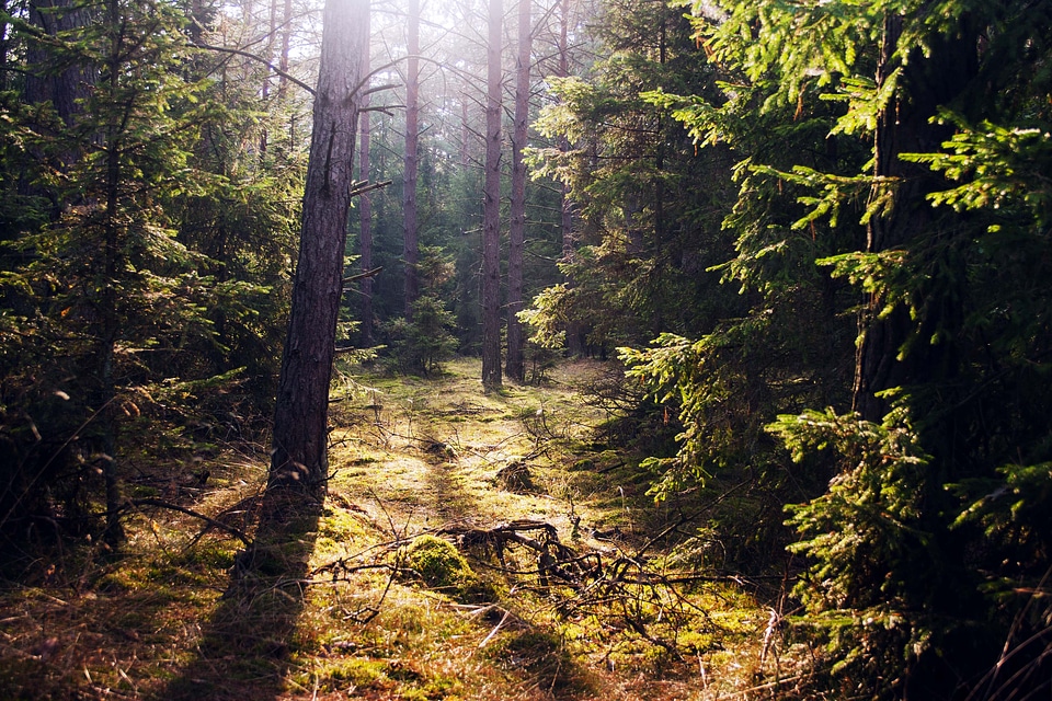 Forest green rest