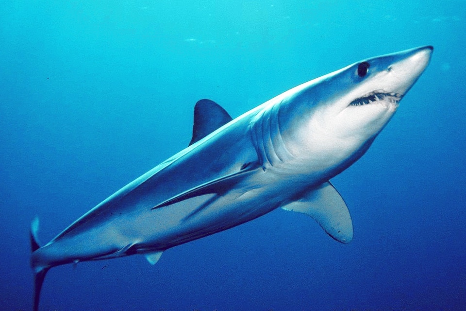 Shortfin Mako Shark - Isurus oxyrinchus
