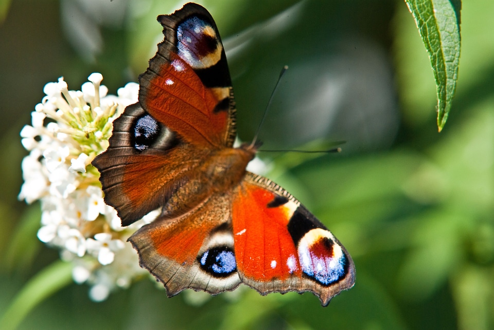 Insect colorful close-up