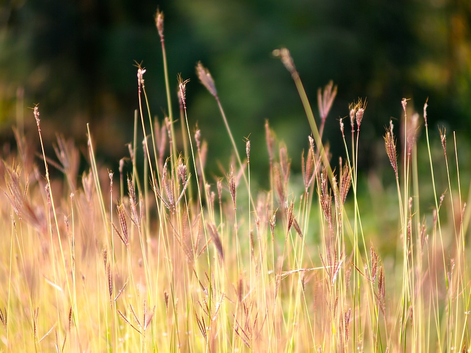 Nature field summer