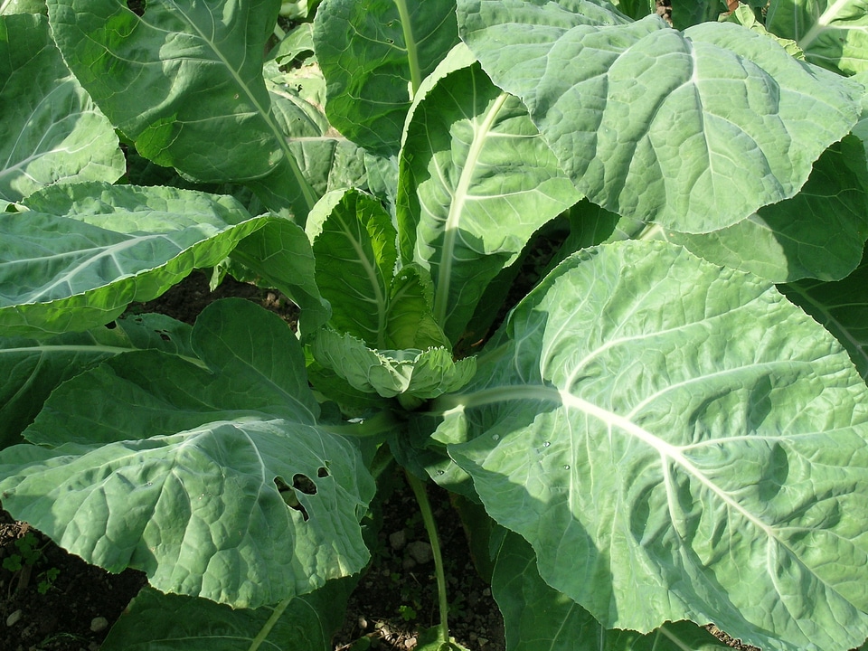 Garden verze horticulture