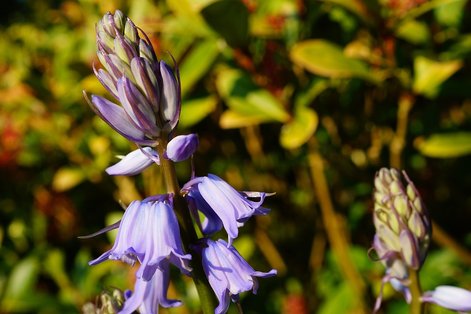 Spring spring flower close up