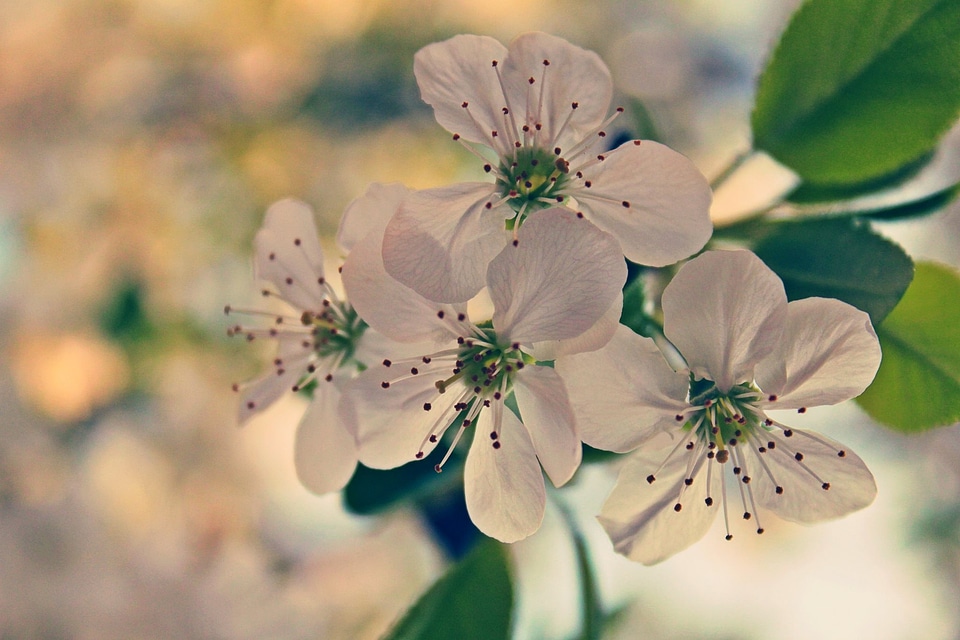 Nature beautiful blossom
