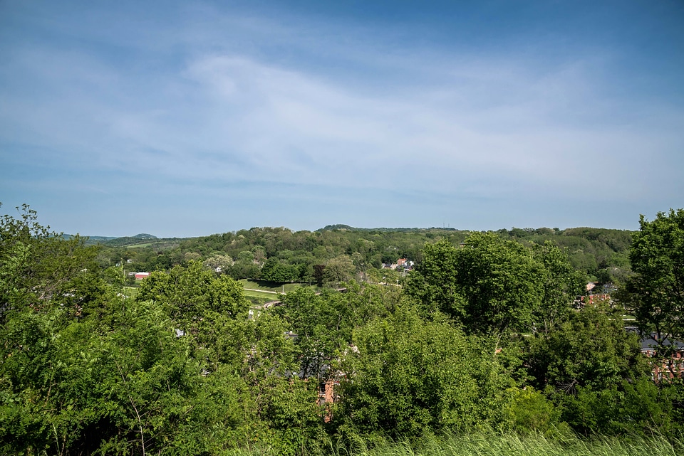 Forest around Galena
