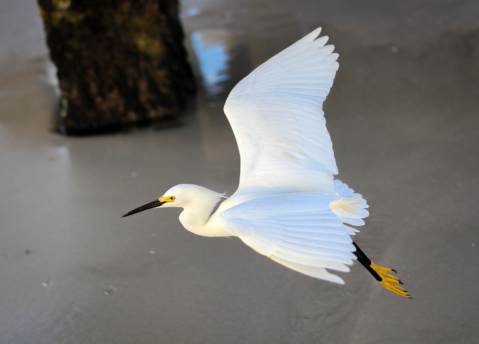 White Egret in flight