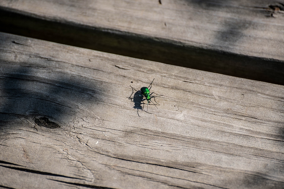 Six spotted tiger beetle Cicindela sexguttata