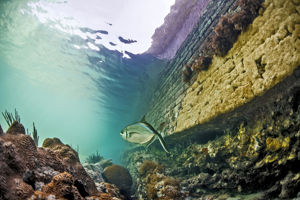 Fish swimming in the water under Fort Jefferson