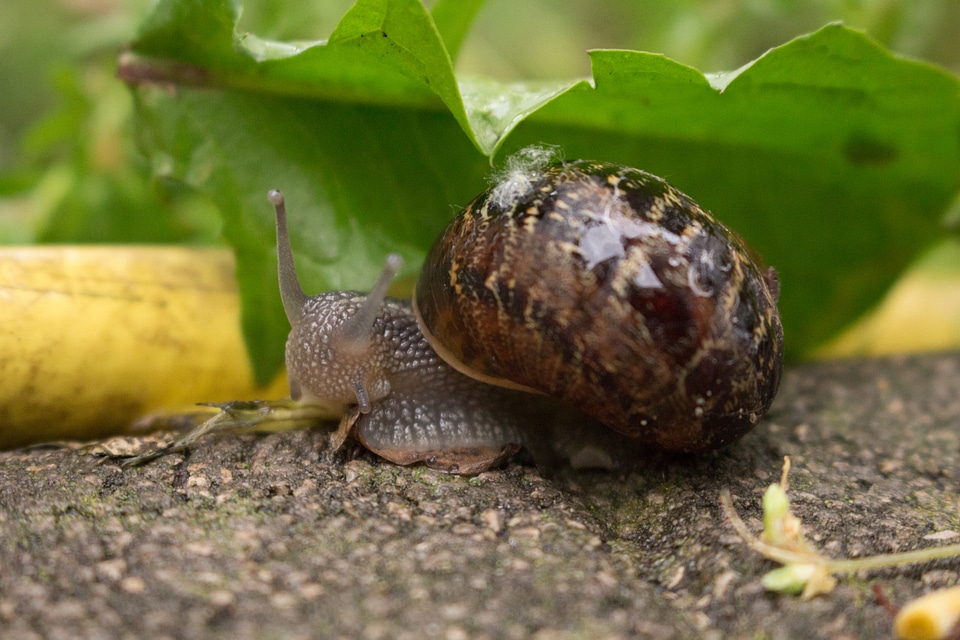 Snail under a leaf