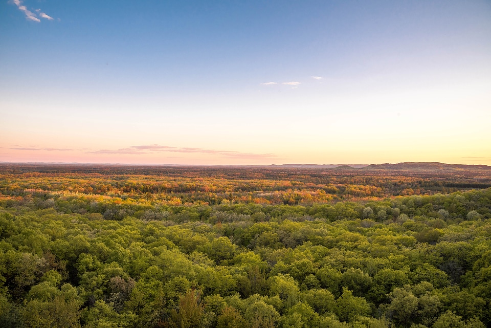 Dusk over the Forest at Levis Mound