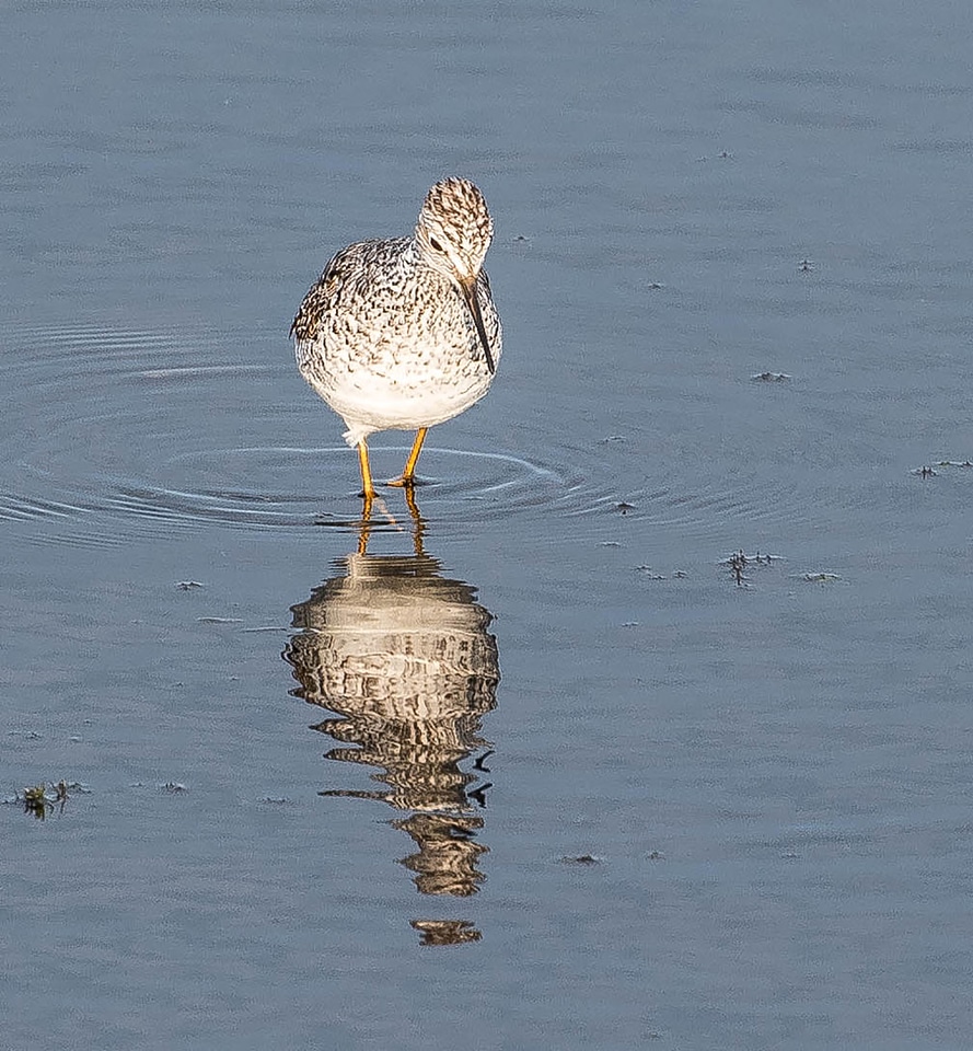 Front View Lesser Yellowlegs