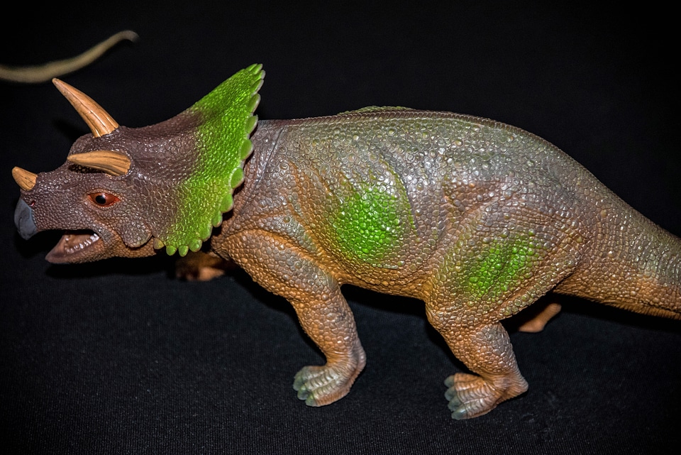 Triceratops Dinosaur