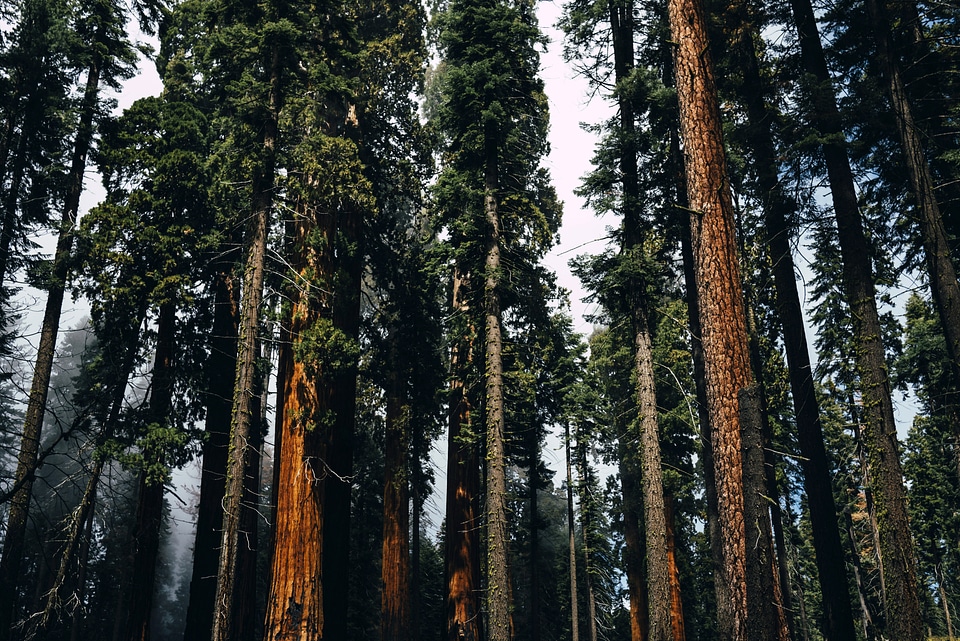 Tall Pine Forest at Sequoia National Park, California