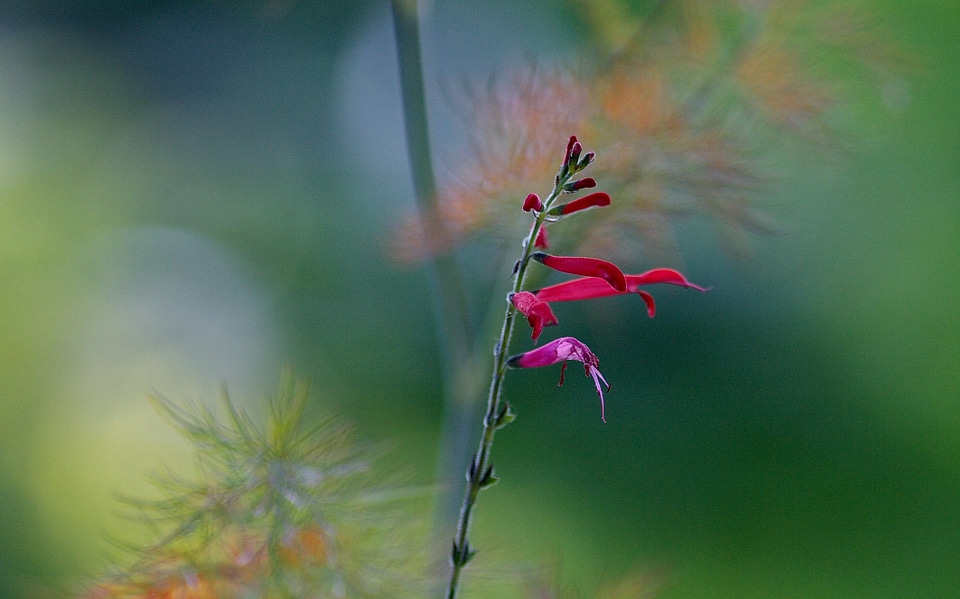 Blossom bloom petal