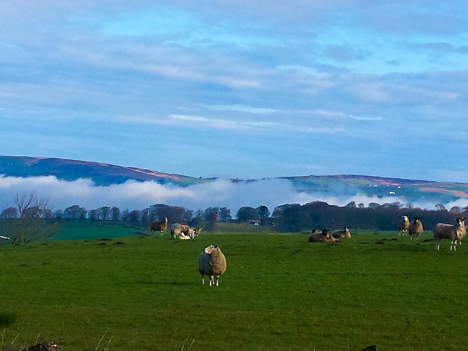 Sheep in the landscape on a Misty Morning