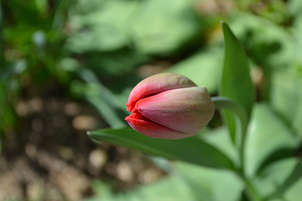 Red Flower that hasn't bloomed yet